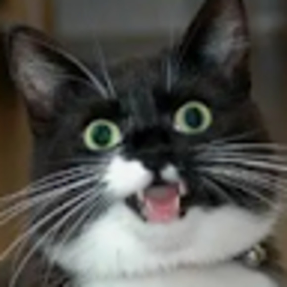 Meet your Posher, Lane - Picture 1 of 1